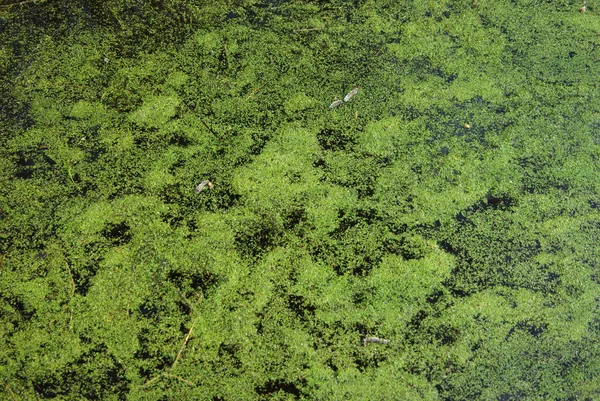 Swamp water with duckweed — Stock Photo, Image