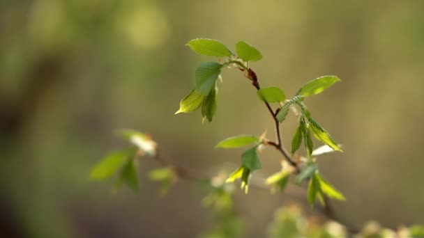 Branch with leaves — Stock Video