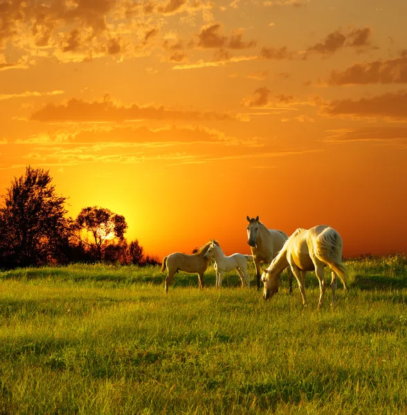 Chevaux au coucher du soleil — Photo