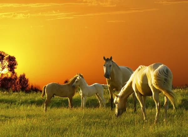 Paarden zonsondergang — Stockfoto