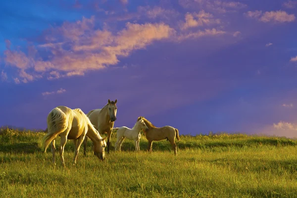 Horses sunset — Stock Photo, Image