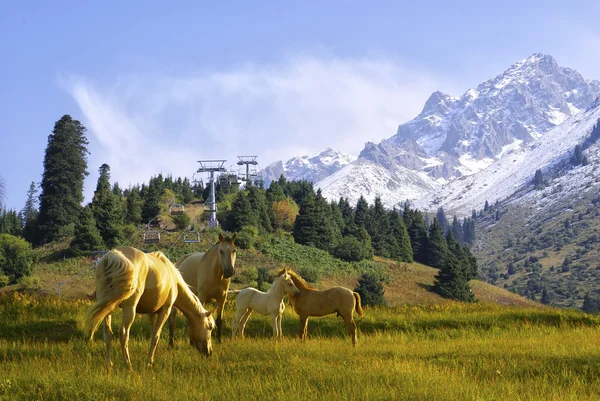 Paarden in Bergen — Stockfoto