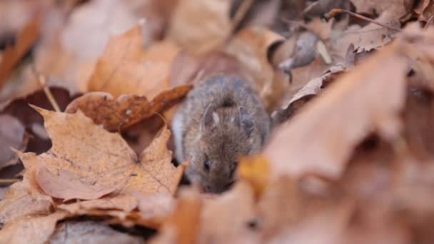 lesní myš jí ořechy pod spadaného listí. Apodemus uralensis