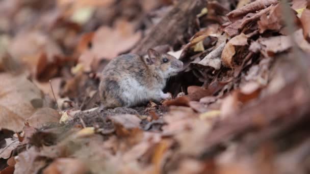 lesní myš jí ořechy pod spadaného listí. Apodemus uralensis