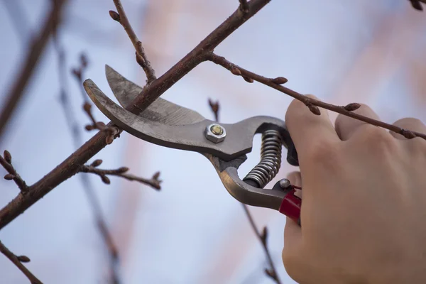 フルーツの木 - 春の切断枝の剪定 — ストック写真