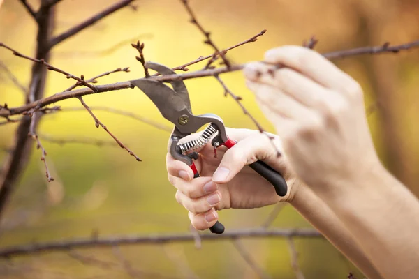 Snoeien fruitboom - snijden takken bij spring — Stockfoto