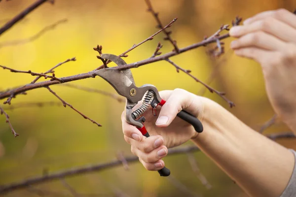 Pruning fruit tree - Cutting Branches at spring — Stock Photo, Image