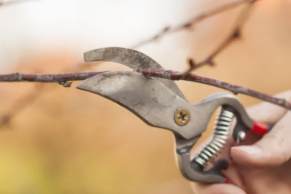 Pruning fruit tree - Cutting Branches at spring — Stock Photo, Image