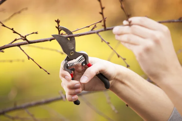 Pruning fruit tree - Cutting Branches at spring — Stock Photo, Image