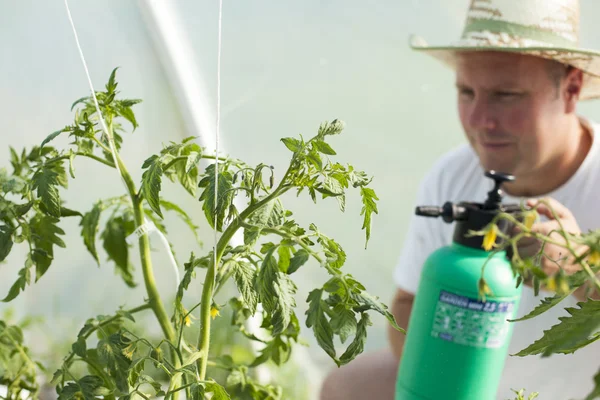 Man bryr sig om tomater växter i växthus — Stockfoto