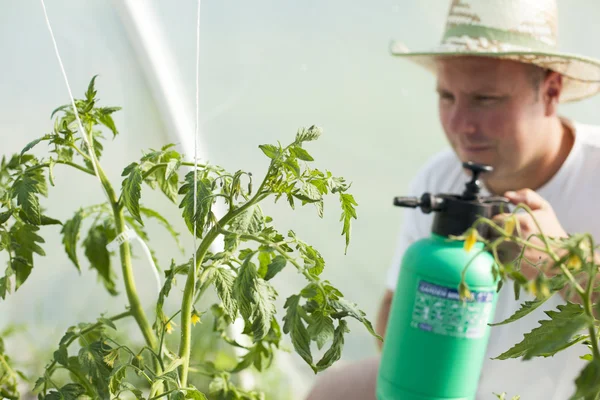 Man i växthus bryr sig om tomatplantor — Stockfoto