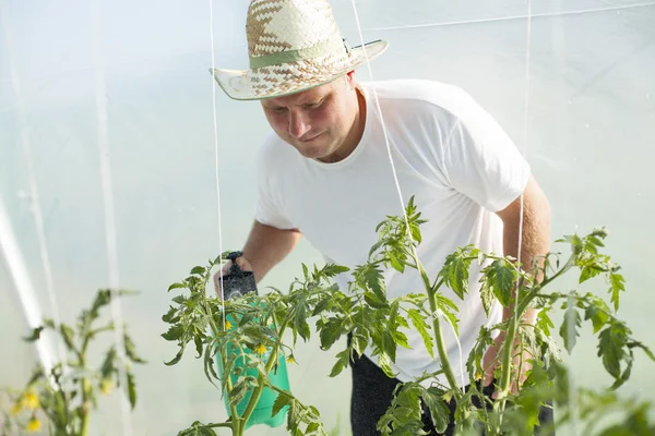 Man bryr sig om tomater växter i växthus — Stockfoto