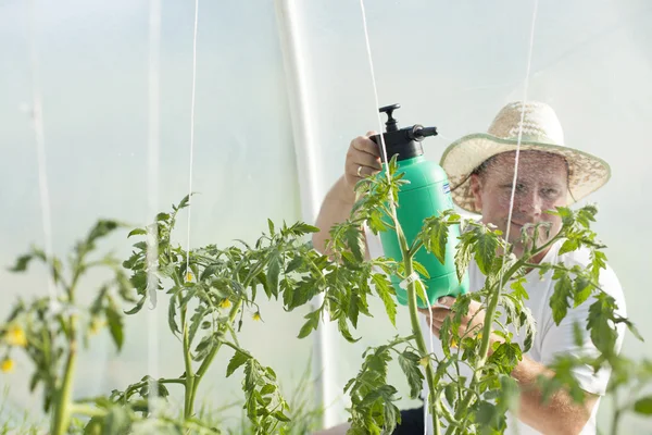 Man i växthus bryr sig om tomatplantor — Stockfoto