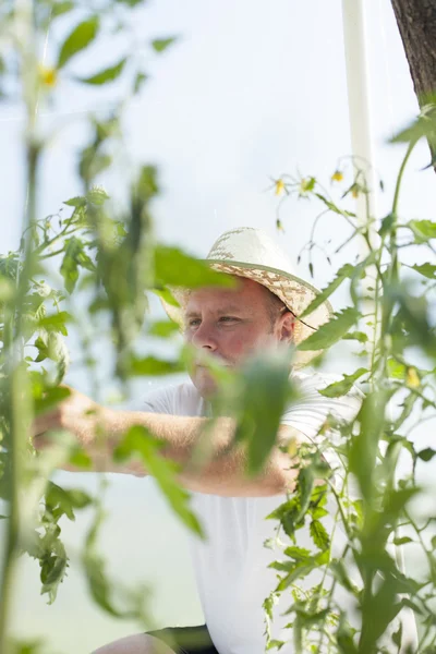 Man i växthus bryr sig om tomatplantor — Stockfoto