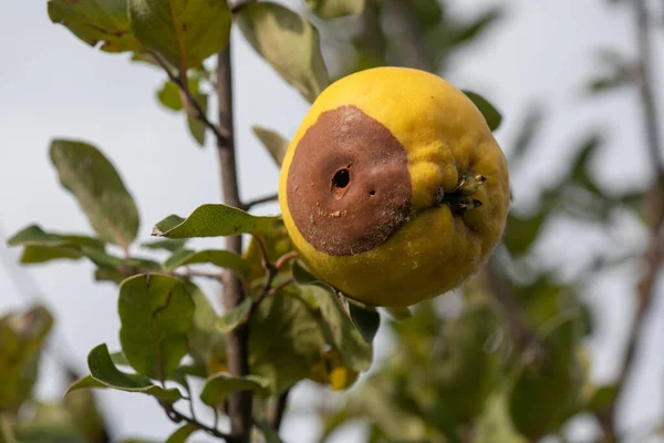 Marmelo Maçã Podre Árvore Frutífera Infestação Por Monilia Laxa Monilinia — Fotografia de Stock