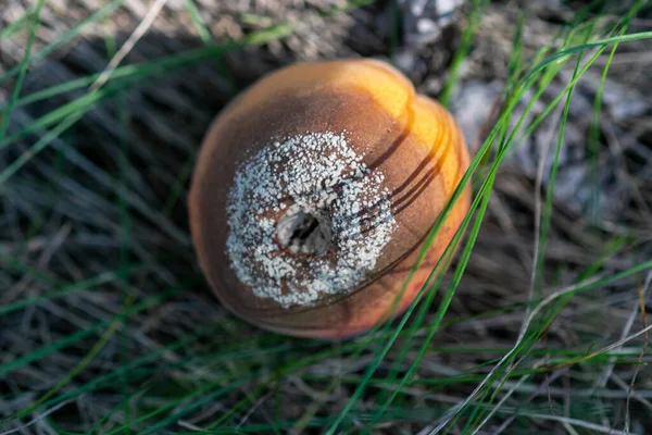 Rotten Apricots Fall Ground Monilia Laxa Monilinia Laxa Infestation Plant — Stock fotografie