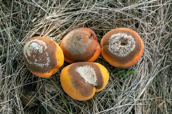 Gruppe Infizierter Und Fauler Aprikosen Fällt Boden Monilia Laxa Monilinia — Stockfoto