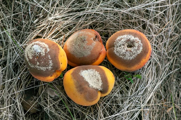 Grupo Albaricoques Infectados Podridos Caen Suelo Monilia Laxa Monilinia Laxa — Foto de Stock