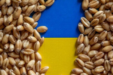Wheat grain on Ukraine flag. Concept of grain floating export problems
