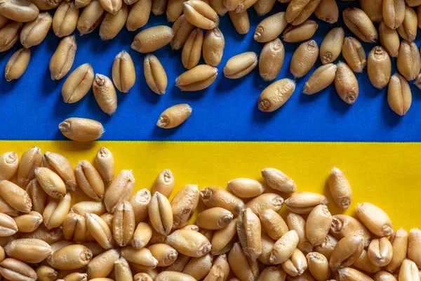 Пшеничное Зерно Флаге Украины Концепция Проблем Плавающего Экспорта Зерна — стоковое фото