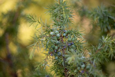 Böğürtlenli ardıç - Şifalı bitki ve yemyeşil ağaç - Juniperus Communis