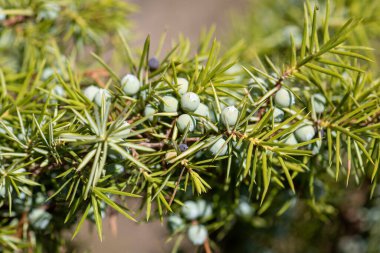 Böğürtlenli ardıç - Şifalı bitki ve yemyeşil ağaç - Juniperus Communis
