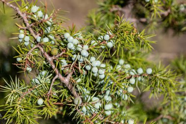 Böğürtlenli ardıç - Şifalı bitki ve yemyeşil ağaç - Juniperus Communis
