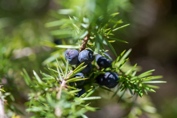 Juniper Berries Medicinal Plant Evergreen Tree Juniperus Communis — Stock Fotó