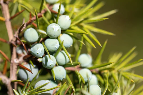 Jeneverbes Met Bessen Geneeskrachtige Plant Groenblijvende Boom Juniperus Communis — Stockfoto