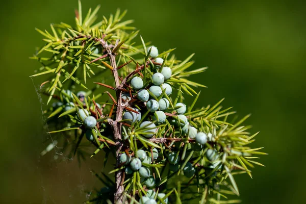 Junípero Com Bagas Planta Medicinal Árvore Perene Juniperus Communis — Fotografia de Stock