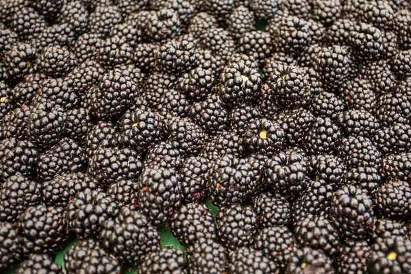 Aranged Fresh Blackberry Fruit Background — Stockfoto
