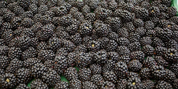 Aranged Fresh Blackberry Fruit Background — Stockfoto