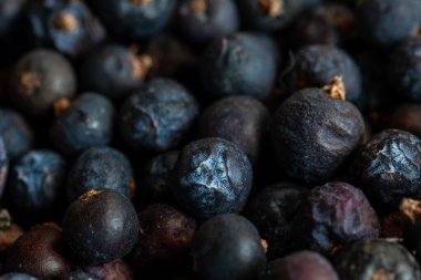 Beries of Juniper, Juniperus communis