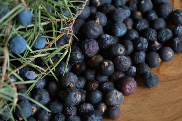 Beries Juniper Juniperus Communis — Fotografia de Stock