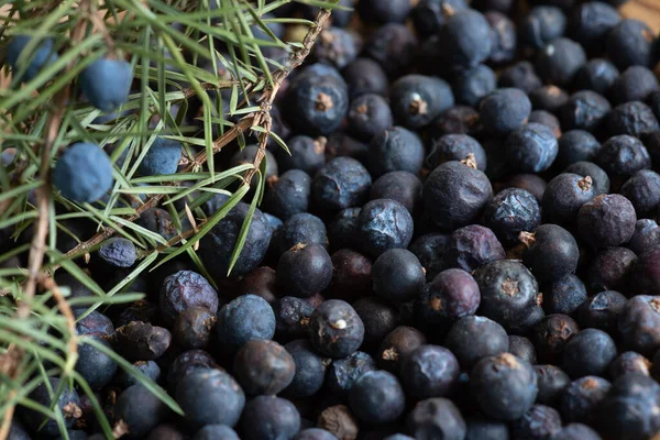 Beries Juniper Juniperus Communis — Stockfoto