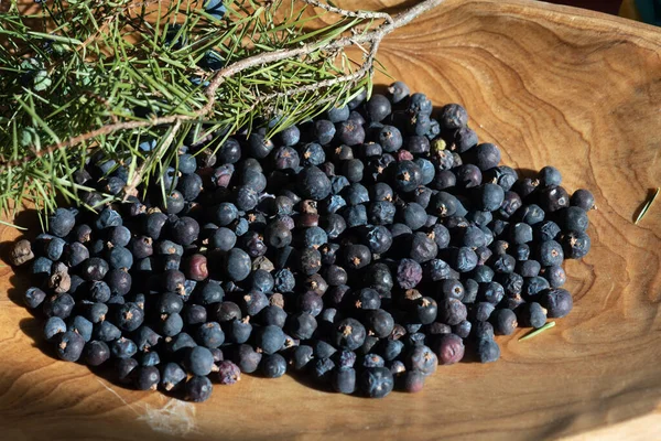 Collecting Berries Juniper Nature Organic Fruits Juniperus Communis — Zdjęcie stockowe