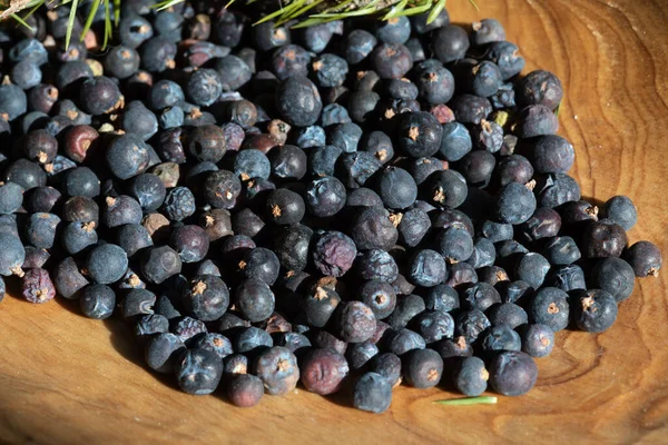 Collecting Berries Juniper Nature Organic Fruits Juniperus Communis — Stockfoto