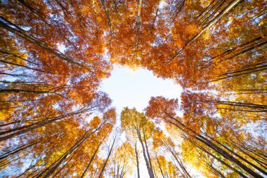 Kayın ormanlarının renkli sonbahar ormanı doğa sahnesi