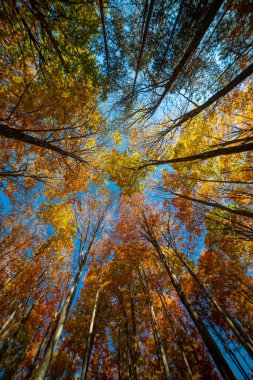 Kayın ormanlarının renkli sonbahar ormanı doğa sahnesi