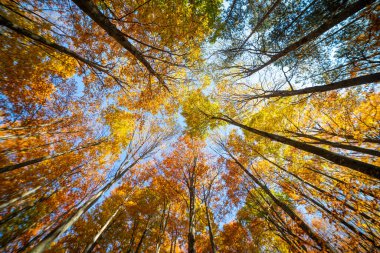 Kayın ormanlarının renkli sonbahar ormanı doğa sahnesi