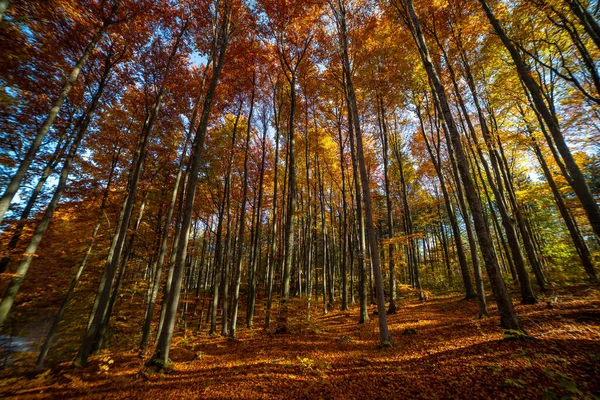 Colorful Fall Autumn Forest Beech Forest Nature Scene Background — Stock Photo, Image