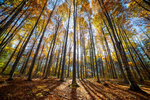 Colorful Fall Autumn Forest Beech Forest Nature Scene Background — Stock Photo, Image