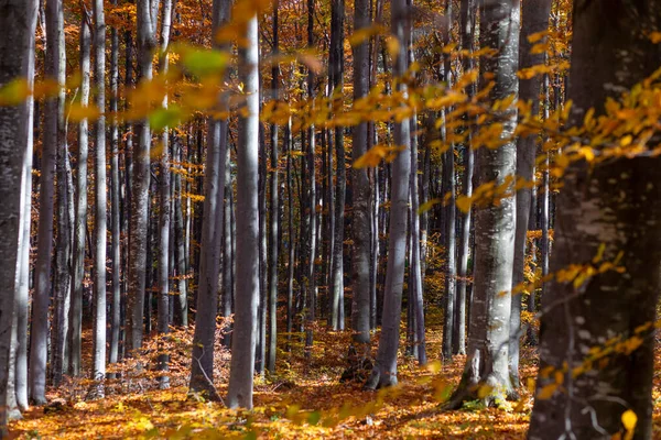 Colorful Fall Autumn Forest Beech Forest Nature Scene Background — Stock Photo, Image