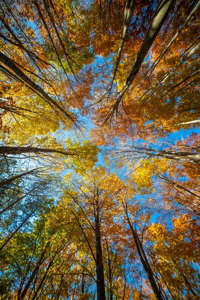 Colorful Fall Autumn Forest Beech Forest Nature Scene Background — Stock Photo, Image