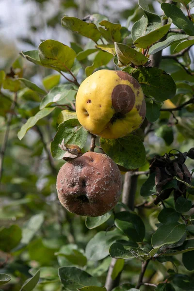 Coing Pourri Sur Arbre Fruitier Infestation Par Monilia Laxa Monilinia — Photo