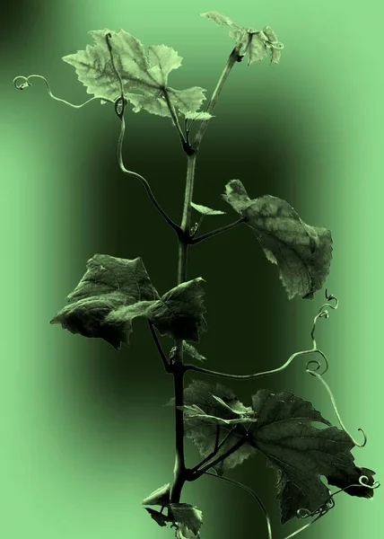 Yeşil arkaplanı olan yeşil üzüm yaprakları