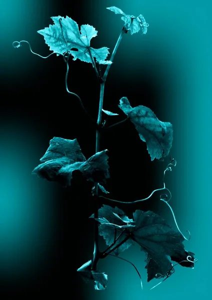 Mavi üzümlü yapraklar, mavi gölgeli arka plan.