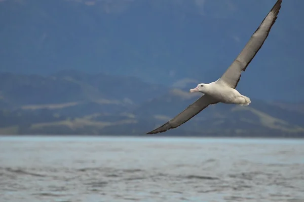 Gaviota —  Fotos de Stock