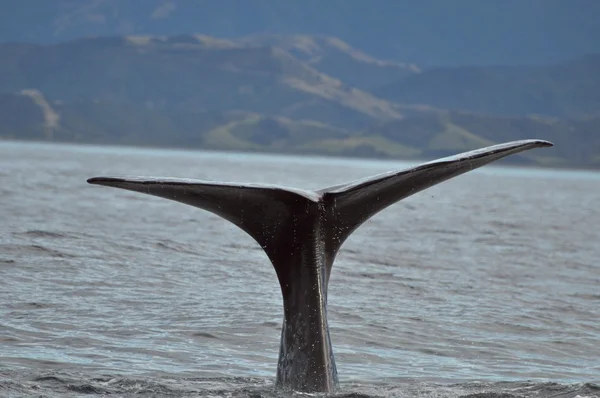 Une baleine s'échappe de l'eau — Photo