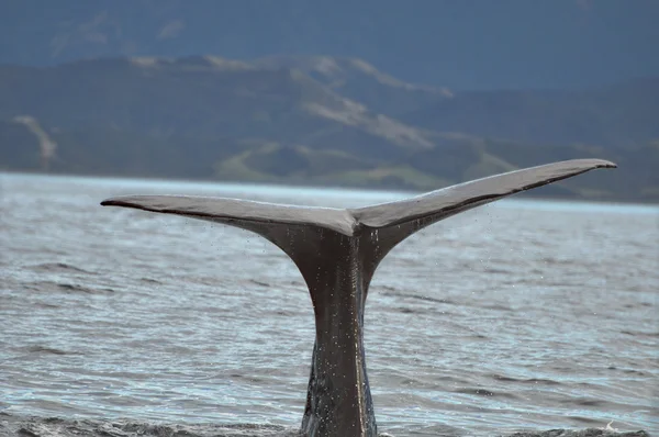 Une baleine s'échappe de l'eau — Photo